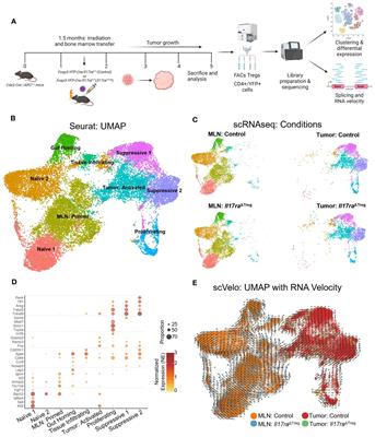 Interleukin-17 directly stimulates tumor infiltrating Tregs to prevent cancer development